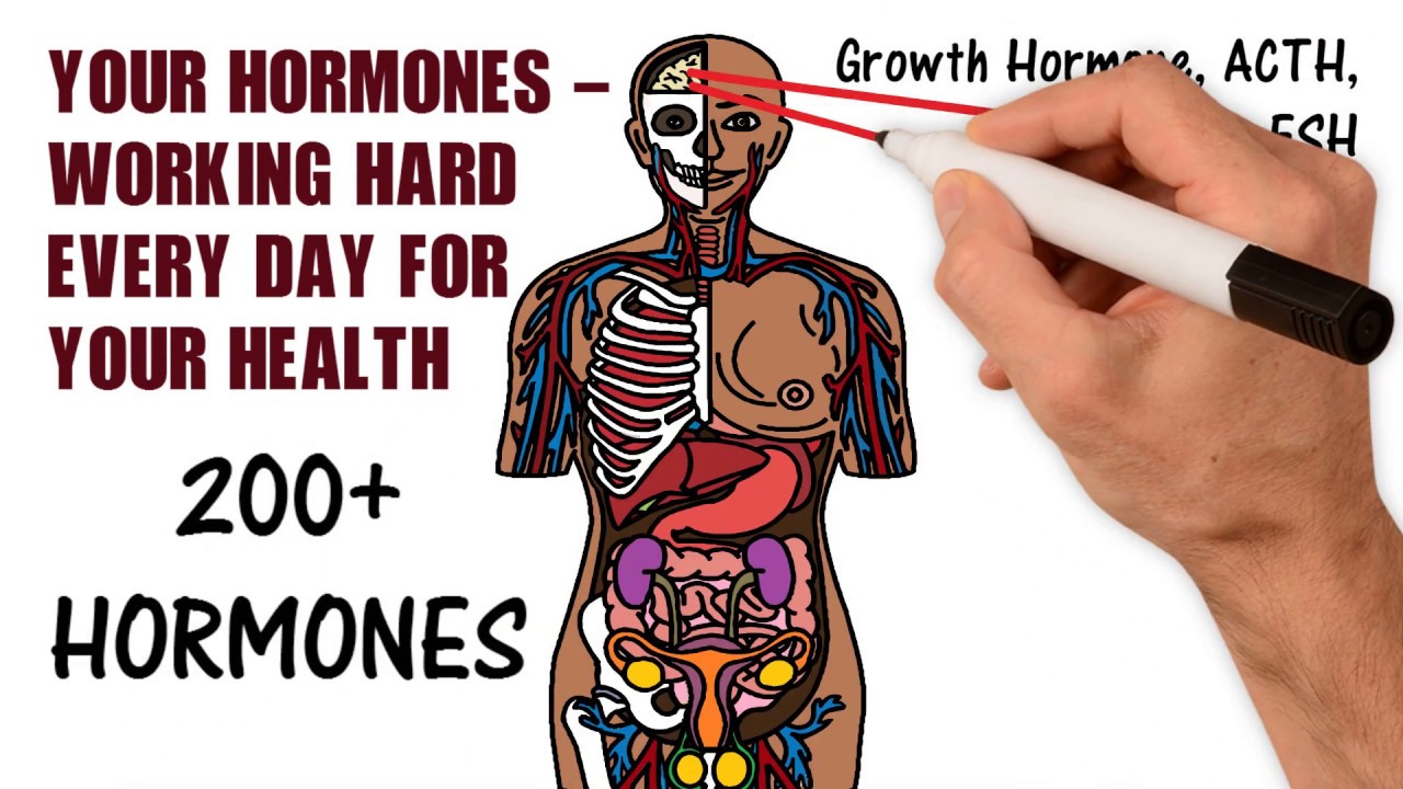 Your Hormones - Working Hard Everyday!