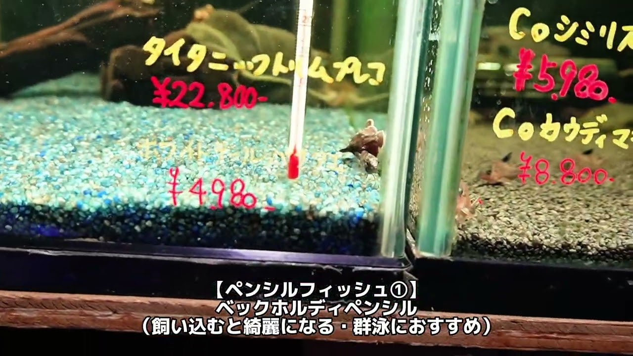 淡水魚コーナー入荷速報！！