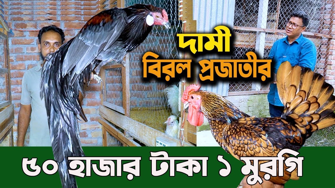 বিশ্বের সব থেকে দামি সুন্দর ৪০ টি বিরল প্রজাতির মুরগী এখুন বাংলাদেশে রাজবাড়িতে
