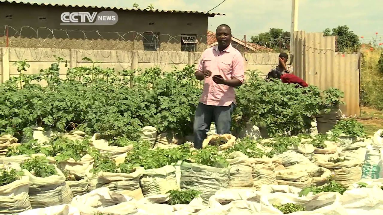 Zimbabwe: Potato Farming in Sacks