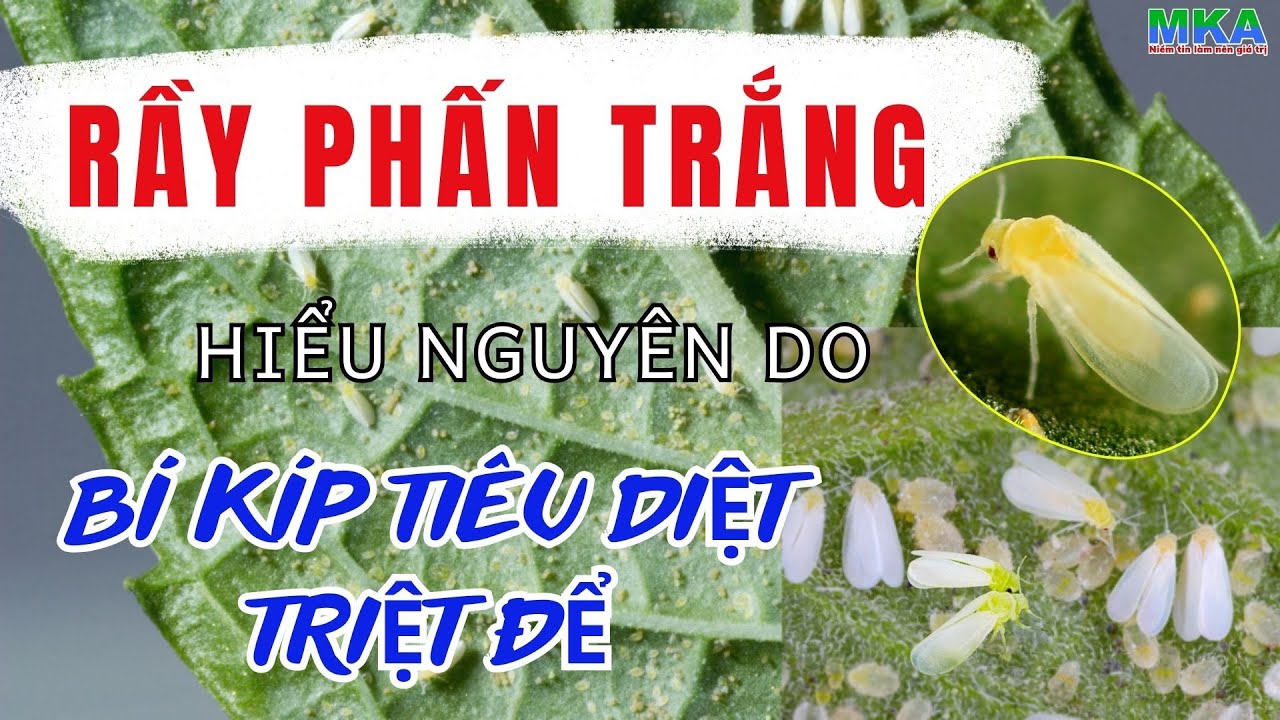 Rầy phấn trắng - Vòng đời sinh sản nông dân cần biết để có biện pháp quản lí triệt để