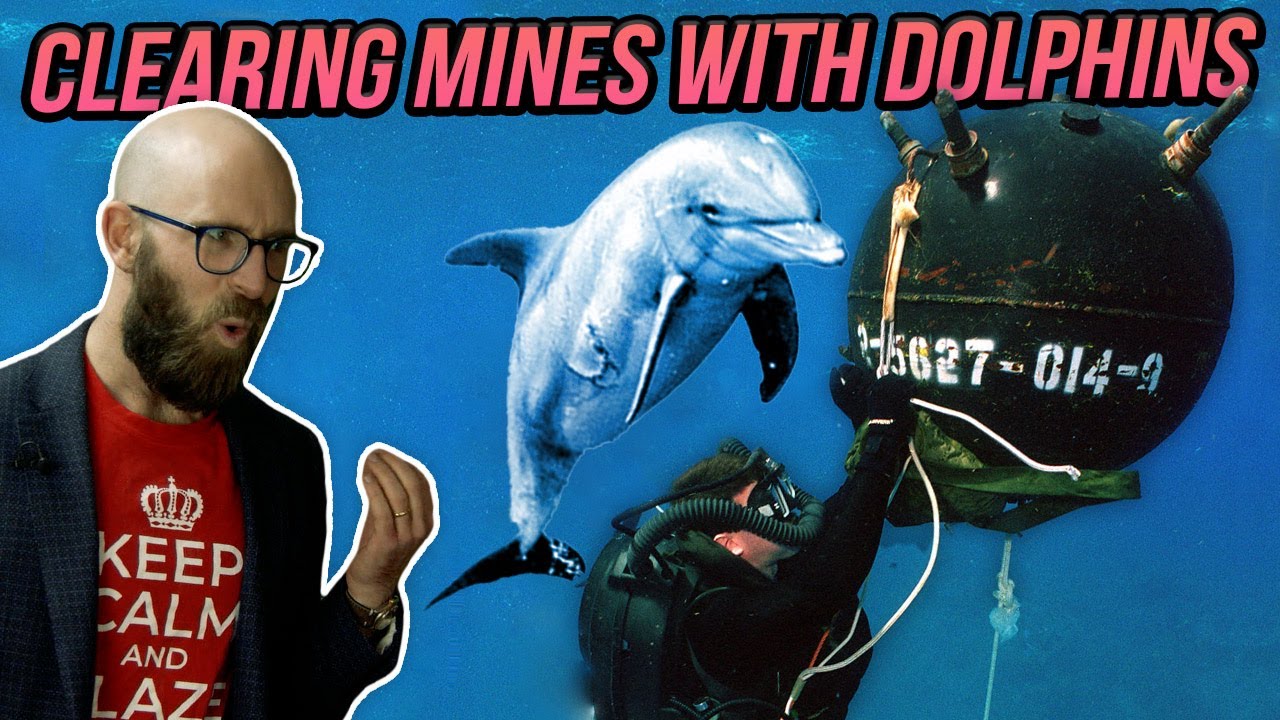 The U.S. Navy's Controversial But Insanely Effective Marine Mammal Program