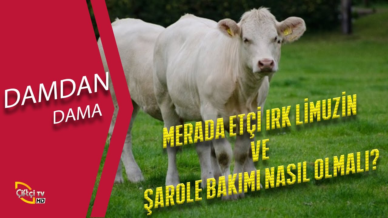 Merada Etçi Irk Limuzin ve Şarole Bakımı - DAMDAN DAMA #inek #büyükbaş #hayvancılık