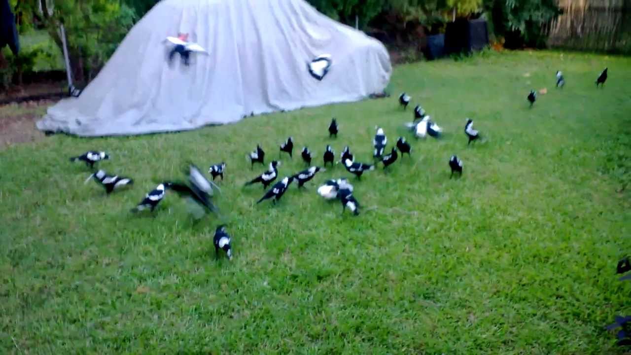 The Magpie Whisperer