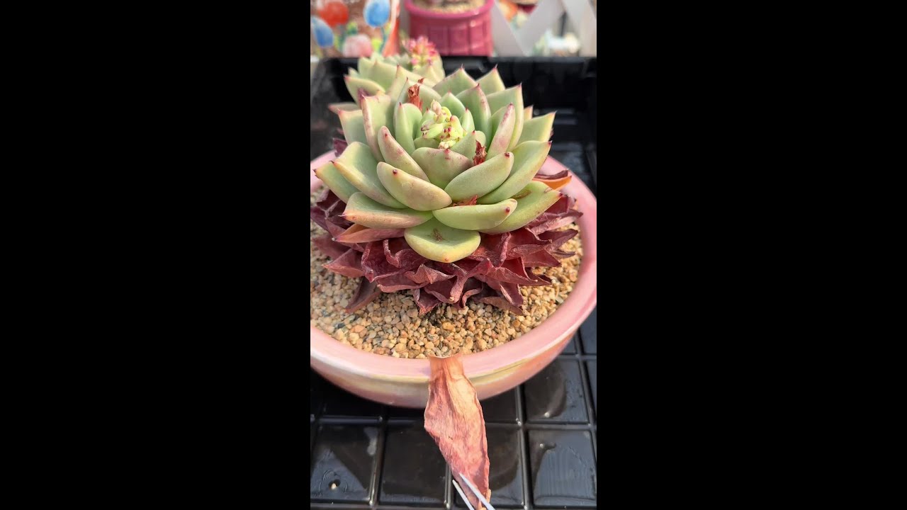 多肉撸枯叶的治愈时刻：专注于叶片...叶簌簌消散了。