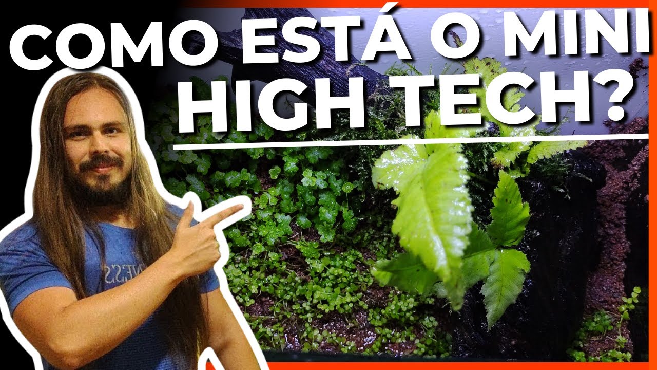 🔴COMO EST&Aacute; O MINI AQU&Aacute;RIO PLANTADO HIGH TECH |Mr. Betta|