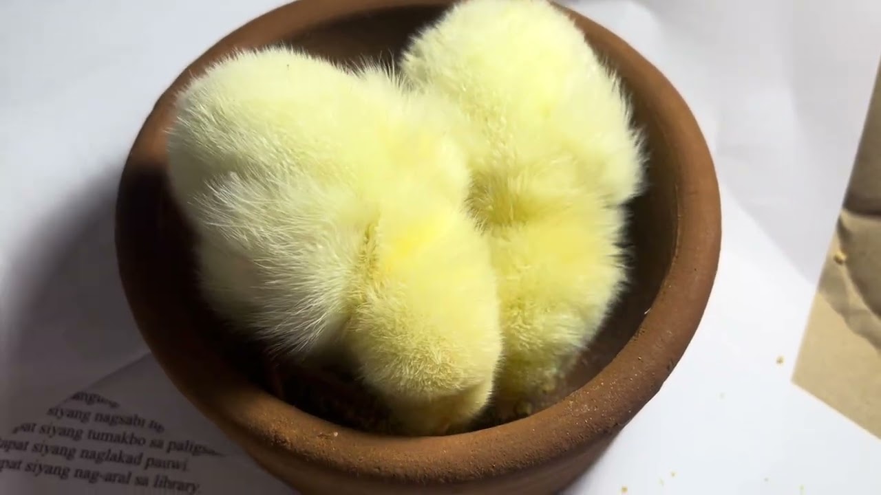 45-Days Chicken | Day 1- 7 