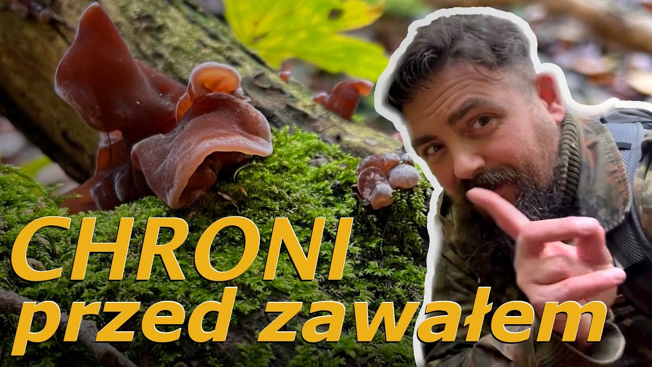 Auricularia auricula-judae - Uszak bzowy - kulinaria, właściwości lecznicze, przykłady preparat&oacute;w