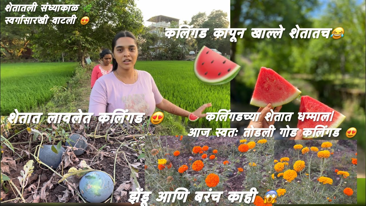 शहरात नाही मिळणार हे सुख🍉🌅हा खास दिवस! गेलो कलिंगड तोडायला स्वतः:तोडली,शेतात बसून खाल्ली आणि सनसेट 😱