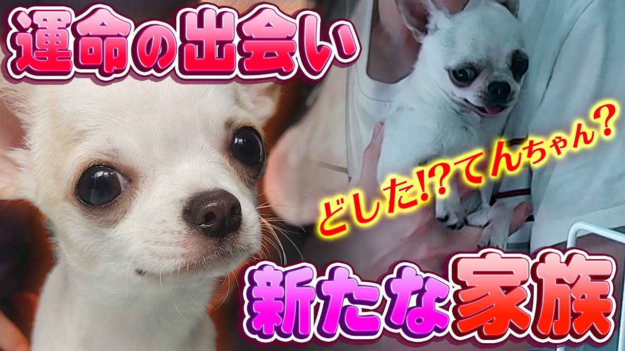 【チワワ】 またまた新しい家族が増えました!!【お迎え】