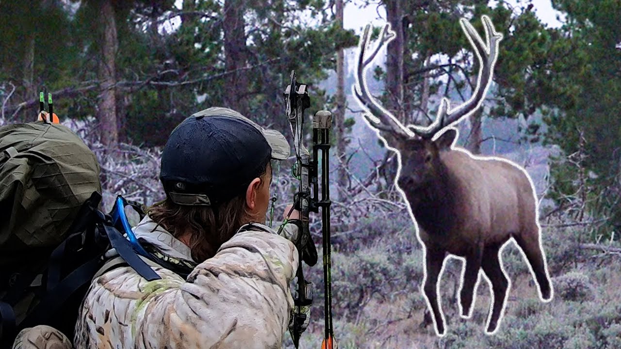 БЫК ПРЯМО С ДОРОГ?! - Colorado OTC Archery Elk Hunting