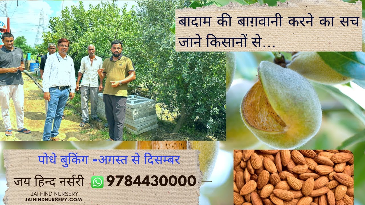 बादाम की बाग़वानी का असली सच Almond Bagwani in Rajasthan  @Jaihindnursery  #jhn