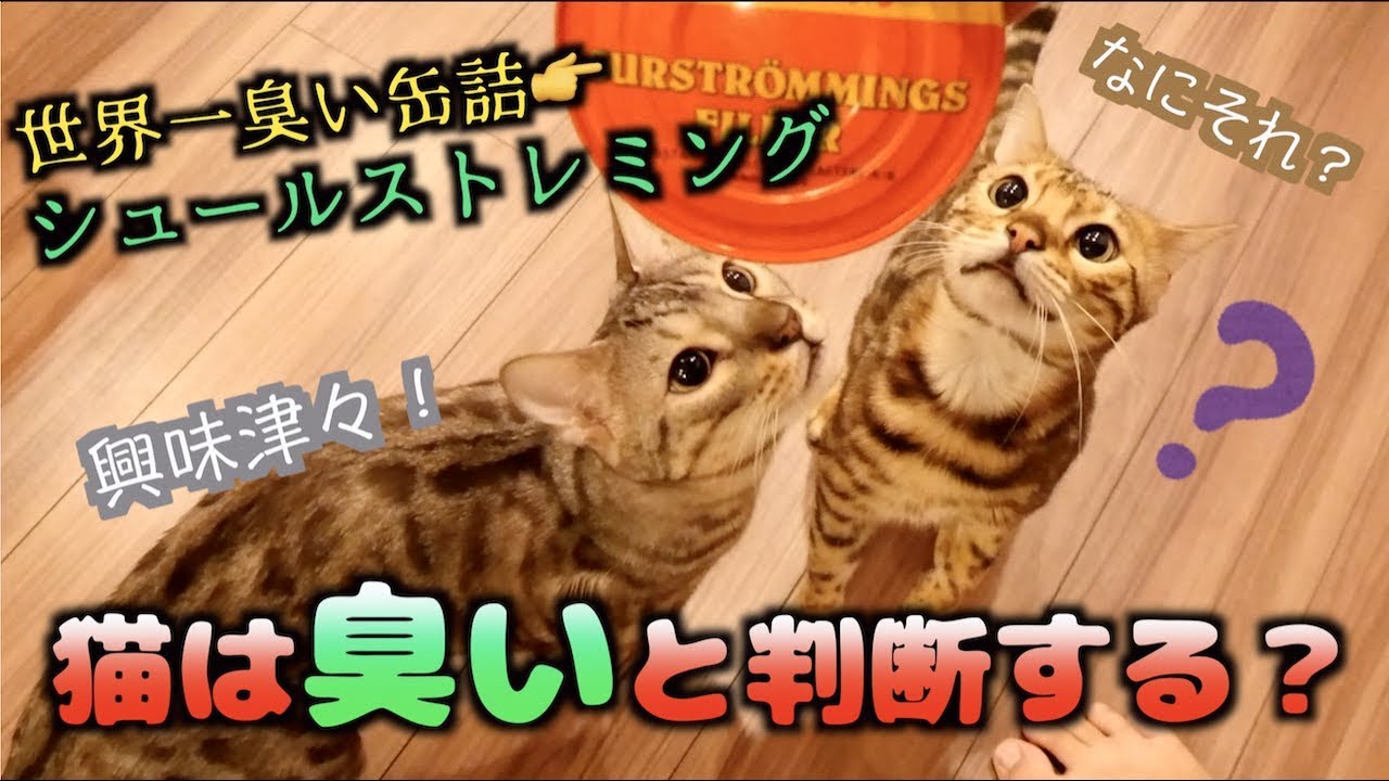 世界一臭い