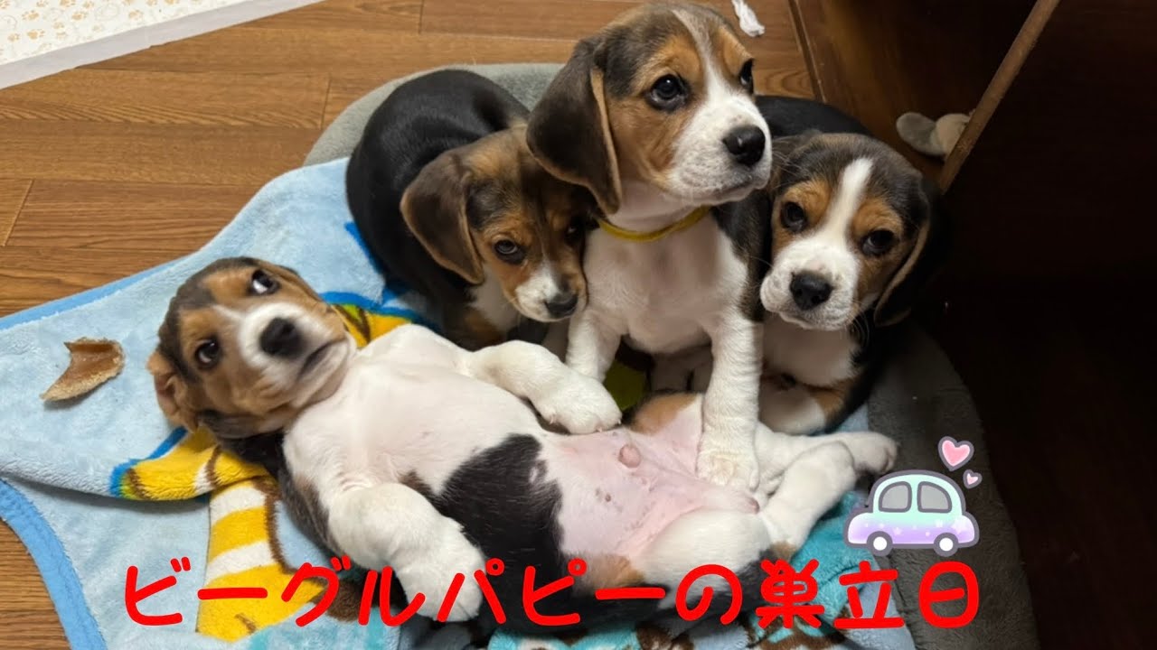 [ビーグル]ビーグルパピーの巣立①(マナ)