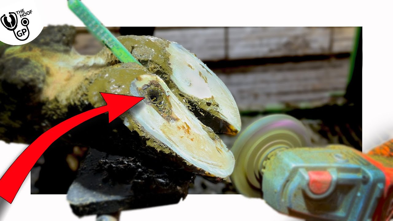 теперь ЭТО ПЕРЕЛОМ ПОДОШВЫ в копыте коровы... но насколько ГЛУБОКИЙ он????