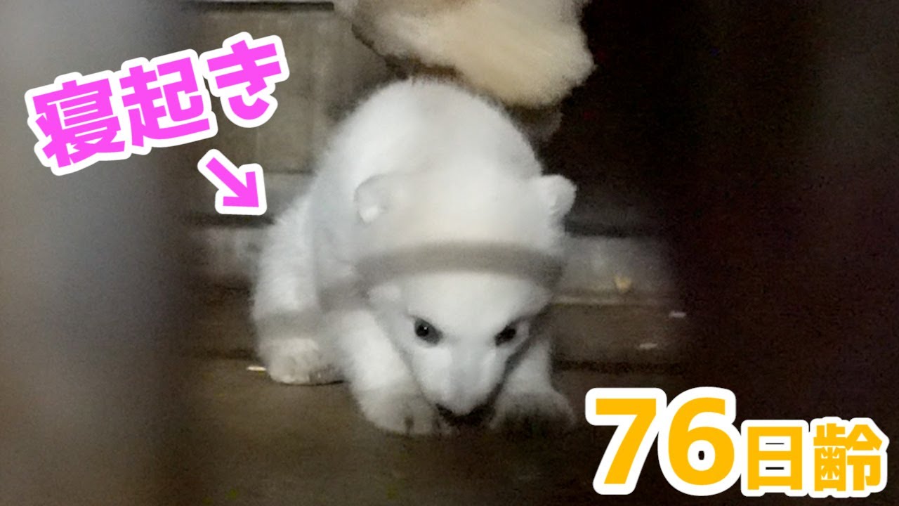 【ホッキョクグマ】エサをあげに行ったら赤ちゃんが寝起きでした【76日齢】Polar Bear Baby Growth Record(Day 76)