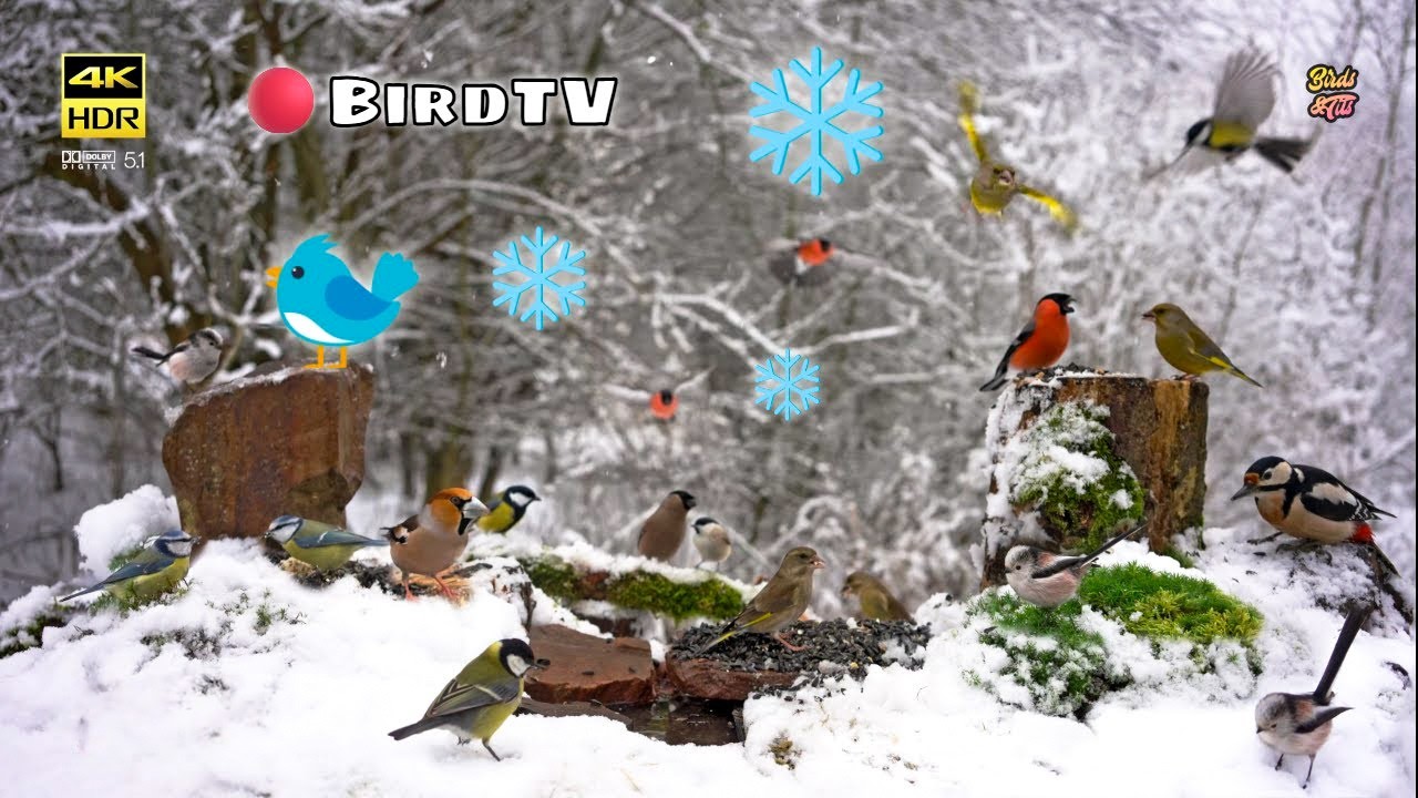 Birds for Cats to Watch: Winter Survival: Birds at Snow Covered Feeder #cattv #birdwatch007