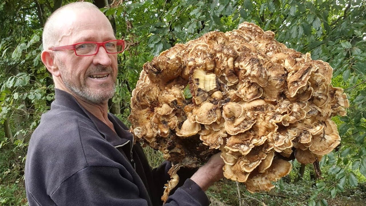 PORCINI NEL CASTAGNO E TROVO UNA GRIFOLA GIGANTEA