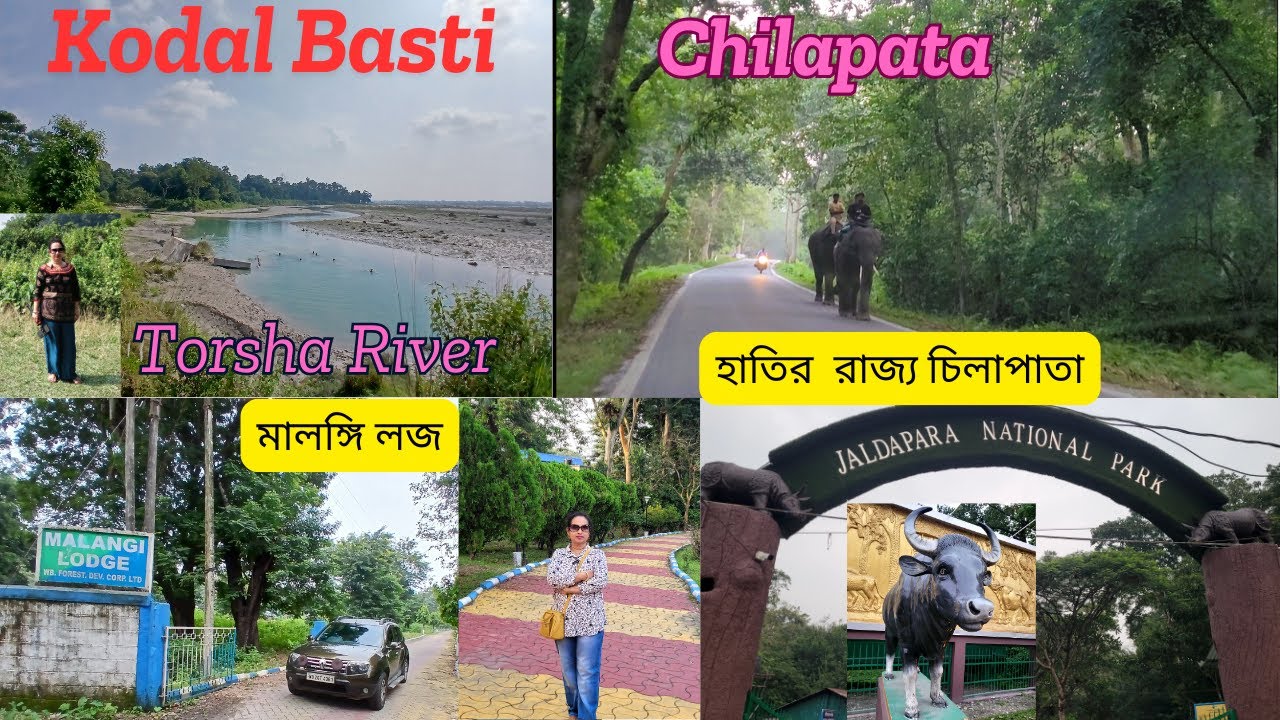 Chilapata Forest/Kodal Basti Forest/WBFDC Malangi Lodge/Dooars Tour/ চিলাপাতা ফরেস্ট ভ্রমণ /জলদাপাড়া