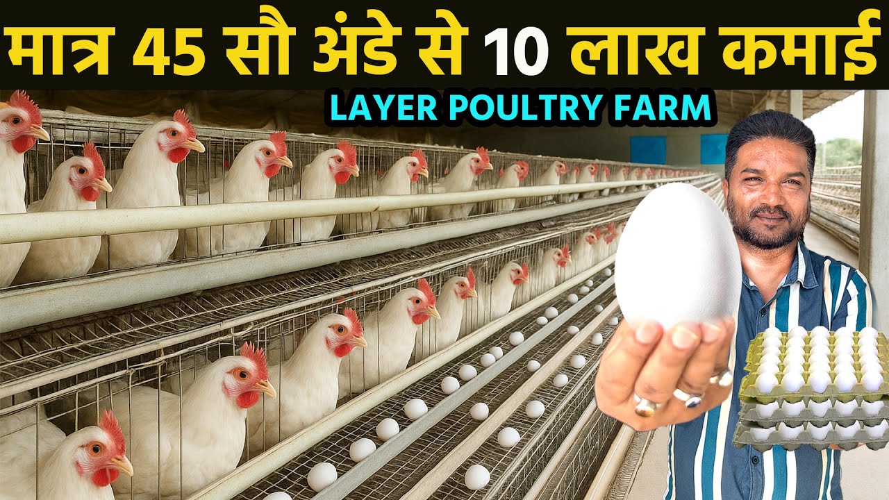 Layer poultry farm business plan॥Poultry business॥Layer poultry farming subsidy