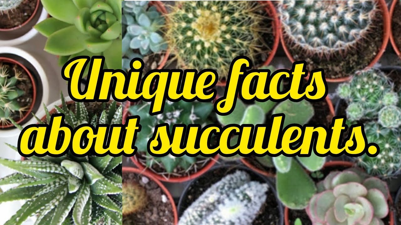🧿Unique facts about Succulent ll स्कूलेंट के अनोखे तथ्य #succulentfamily #gardening