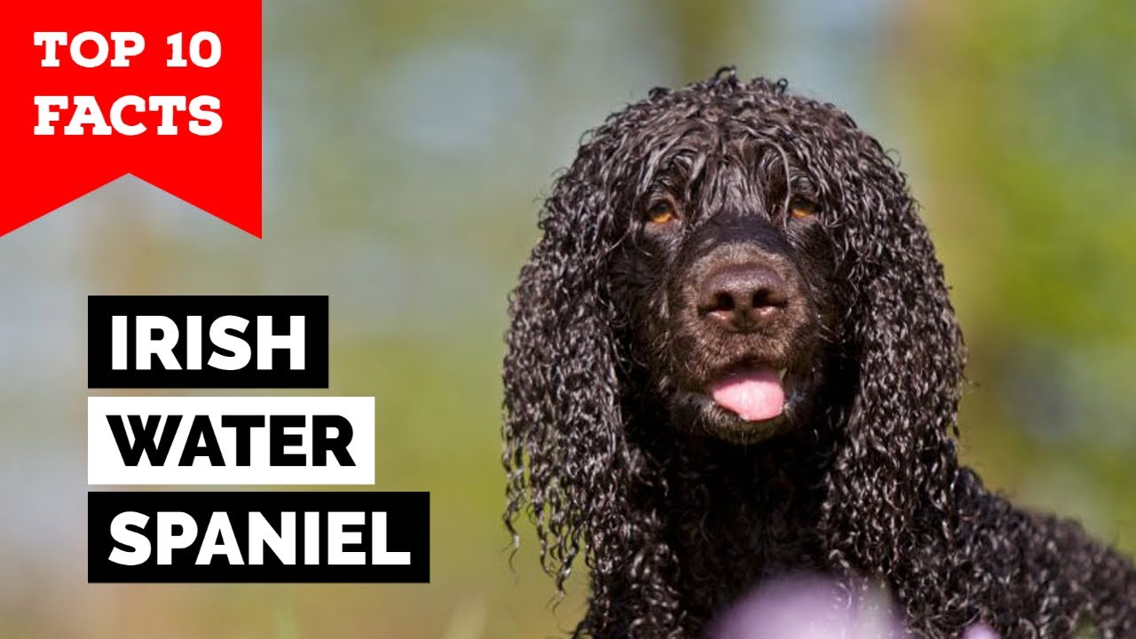 Irish Water Spaniel - Top 10 Facts