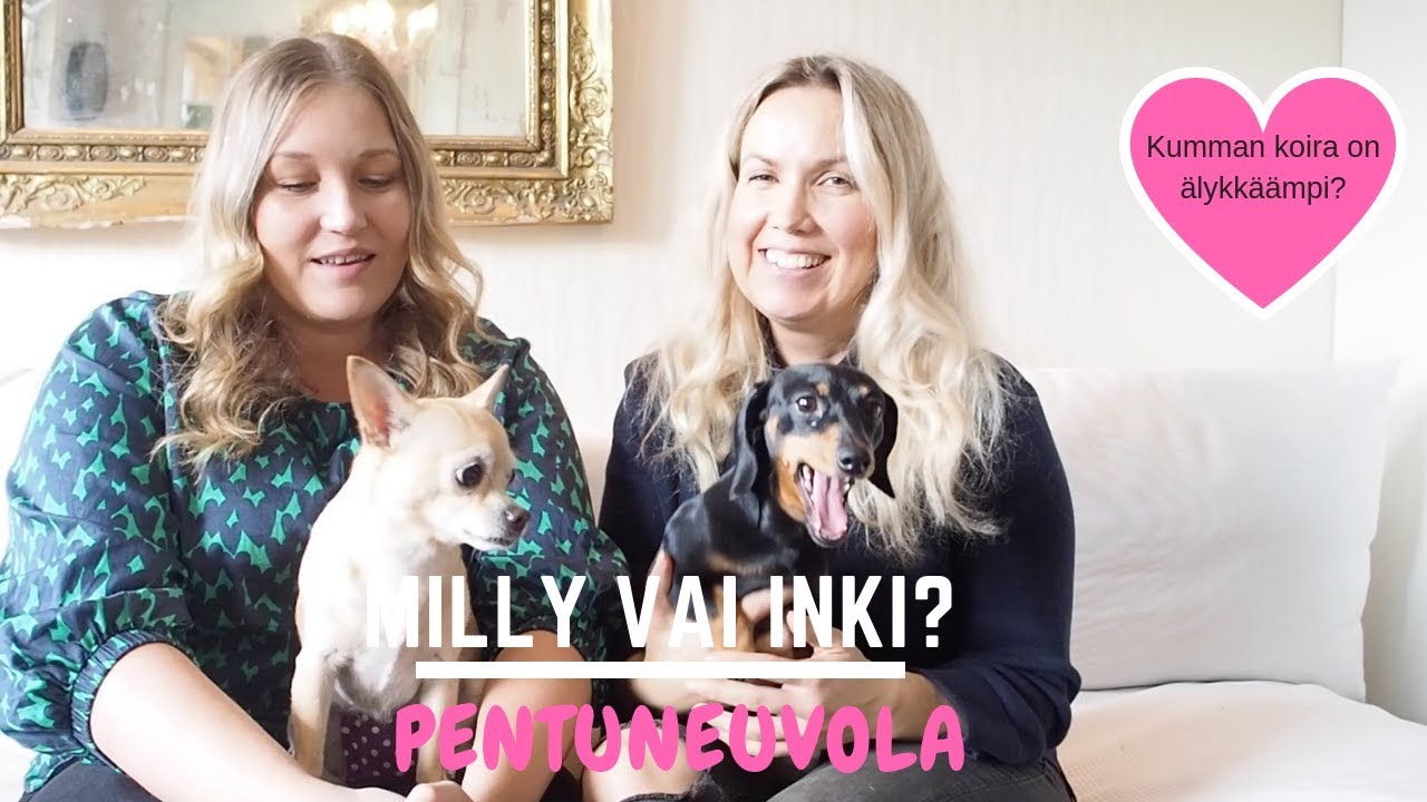 KOIRIEN ÄLYKKYYSTESTI! Chihuahua VS mäyräkoira