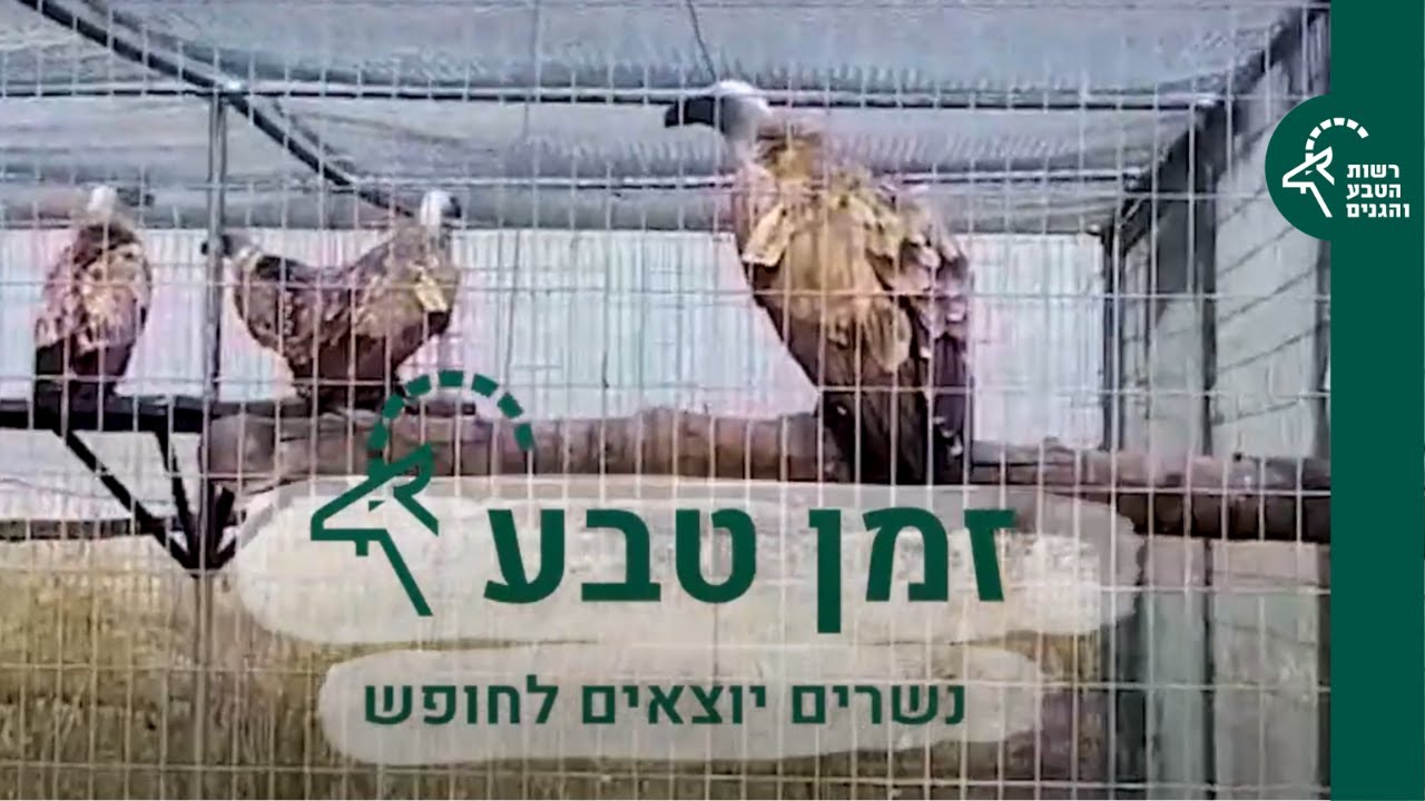 זמן טבע: פרק 8 - נשרים, אהבה בשחקים