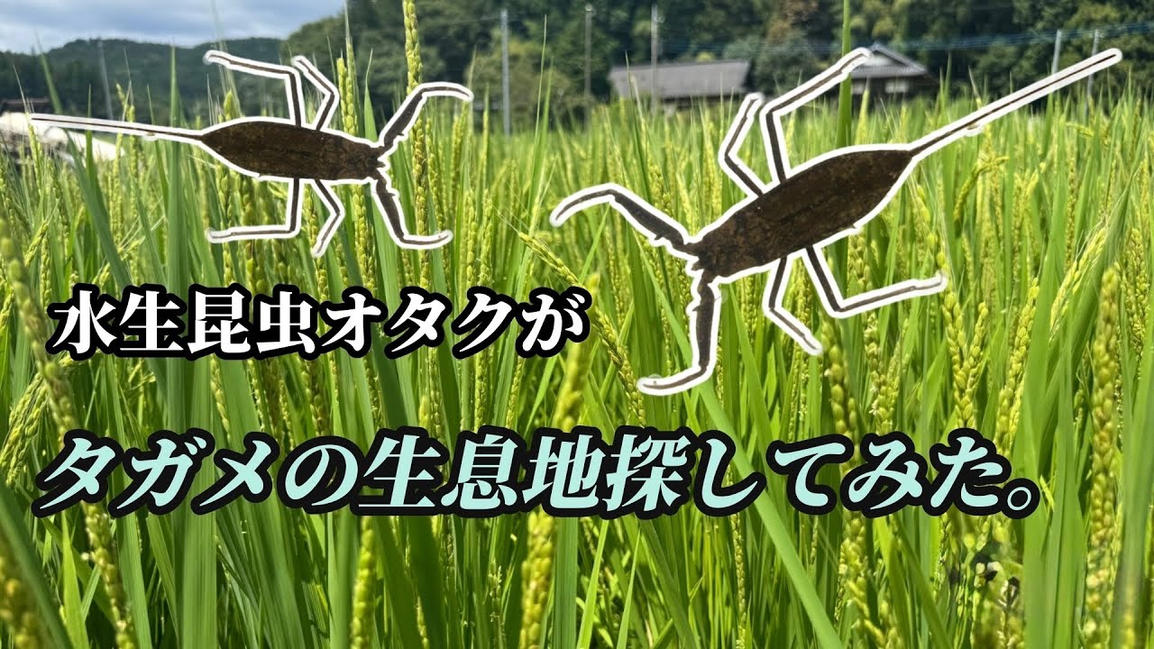 【お盆プチ遠征】水生昆虫オタクがタガメの生息地探してみた。part ③
