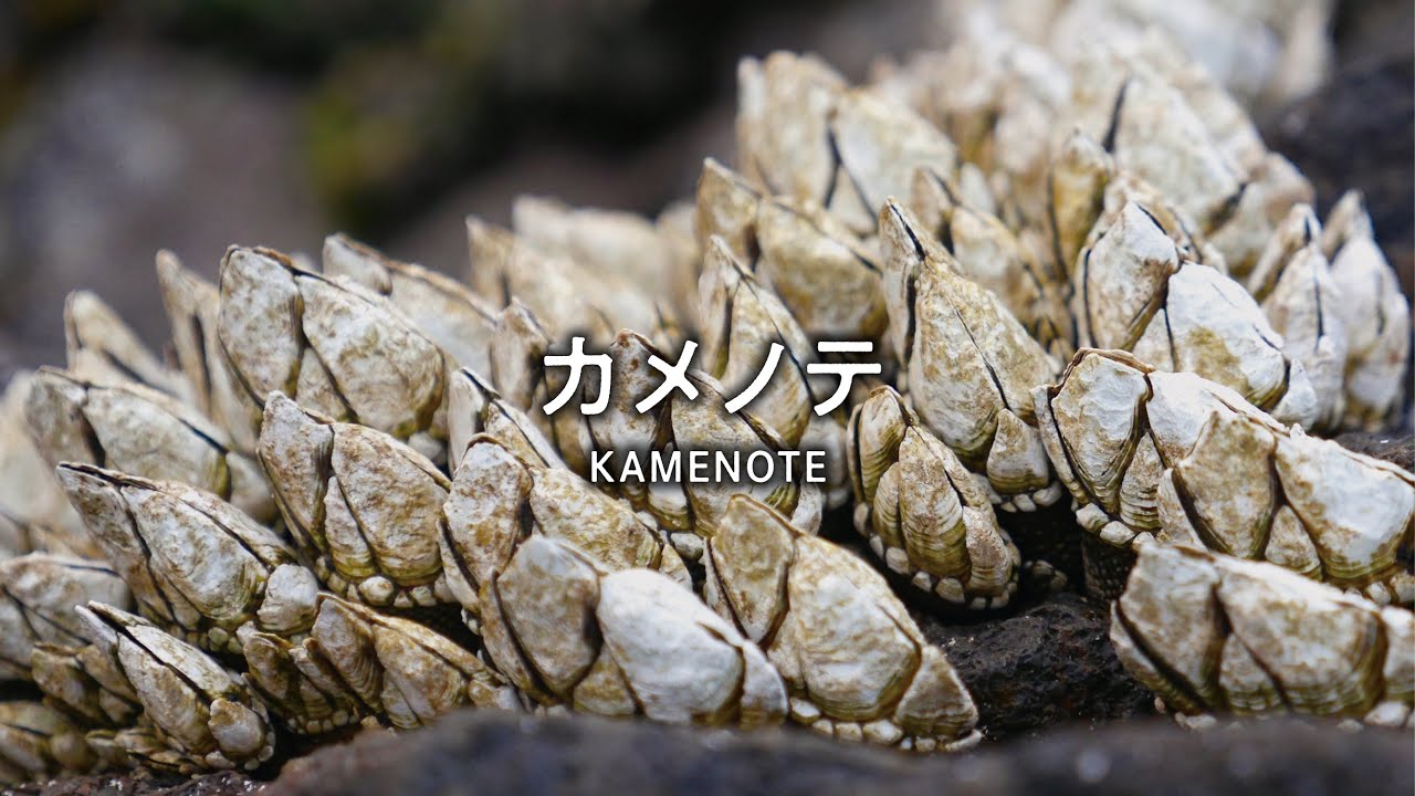 離島・飛島｜カメノテ｜Tobishima Island｜KAMENOTE