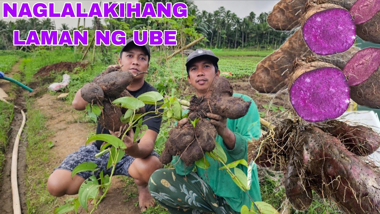 Paghuhukay ng naglalakihang laman ng Ube Sarap nito ginataan na may sago..kasama si.@kabestfriendtv 