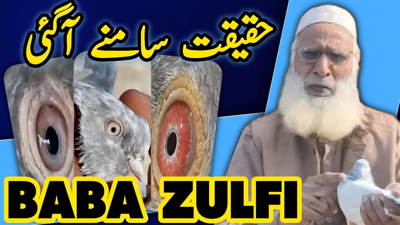 Baba Zulfi Teddy King Pigeon Ka Sach 😱 | Real Quality & Secrets