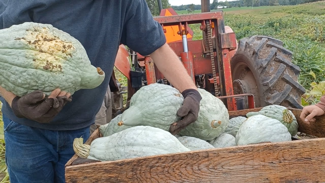 4000lbs of Winter Squash!