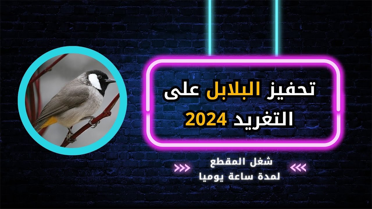اقوى مقطع لتحفيز البلابل على التغريد 2024