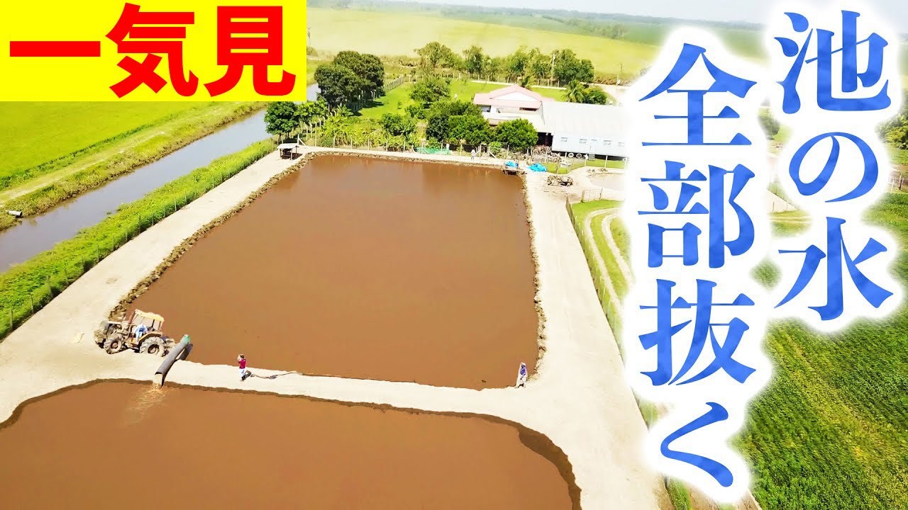【一気見GWスペシャル】南米巨大養殖所の池の水全部抜いてみた【アマゾン遠征EP4】