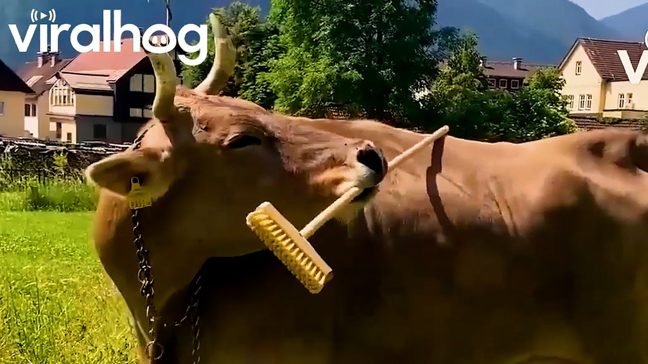 Urocze, ale nieokiełznane zwierzęta! || ViralHog