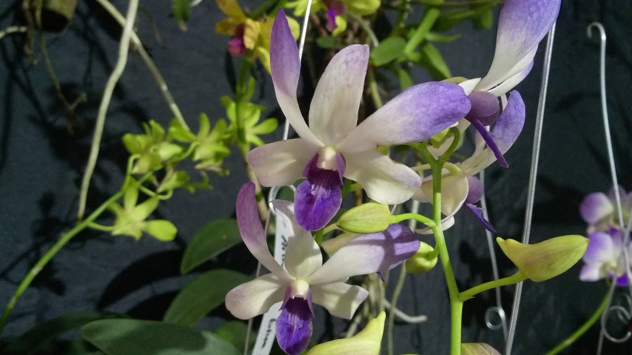 LIVE SINGKAT !! CUCI KEBUN Panenan anggrek jadul ( COD ) Wa. 085755328737