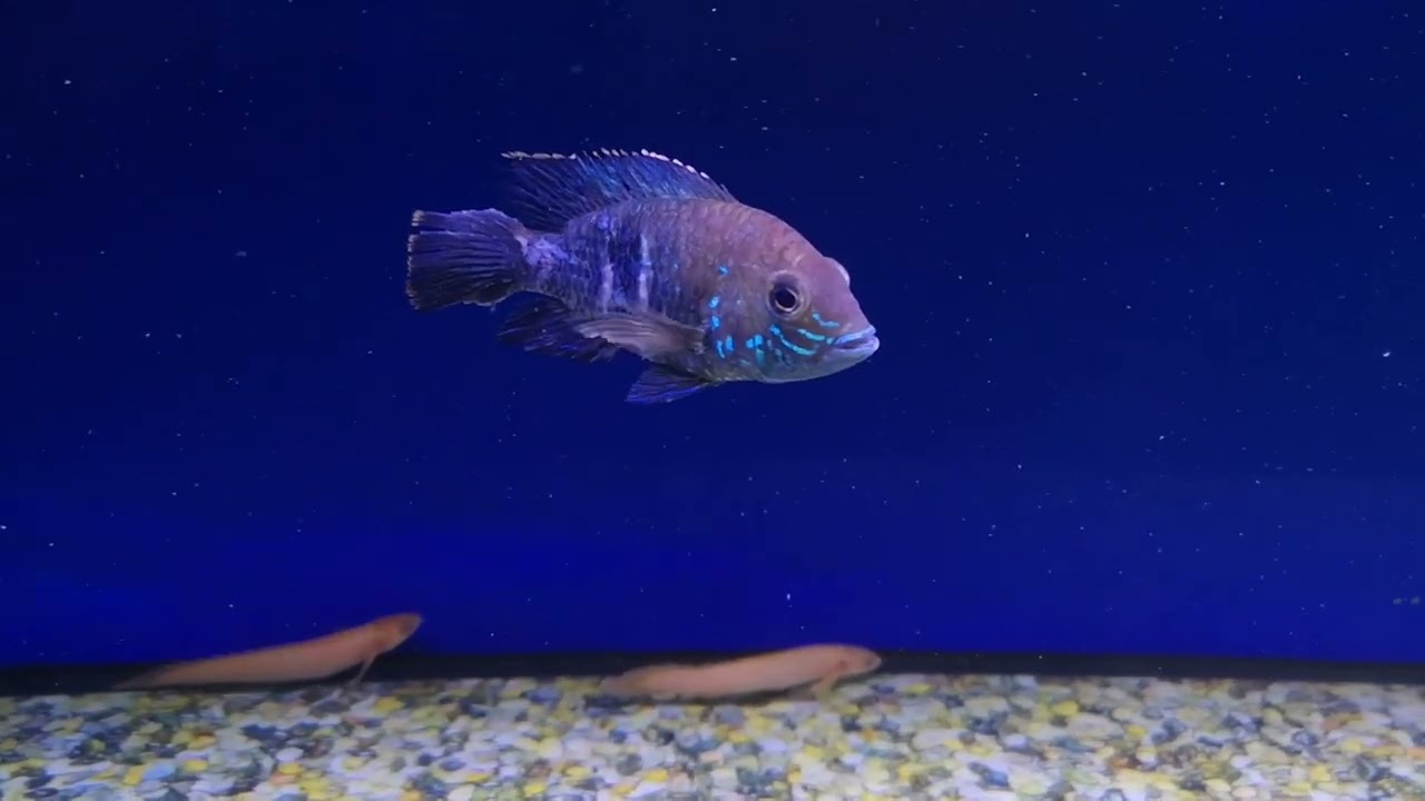 AWESOME fish store tour (maidenhead aquatics)