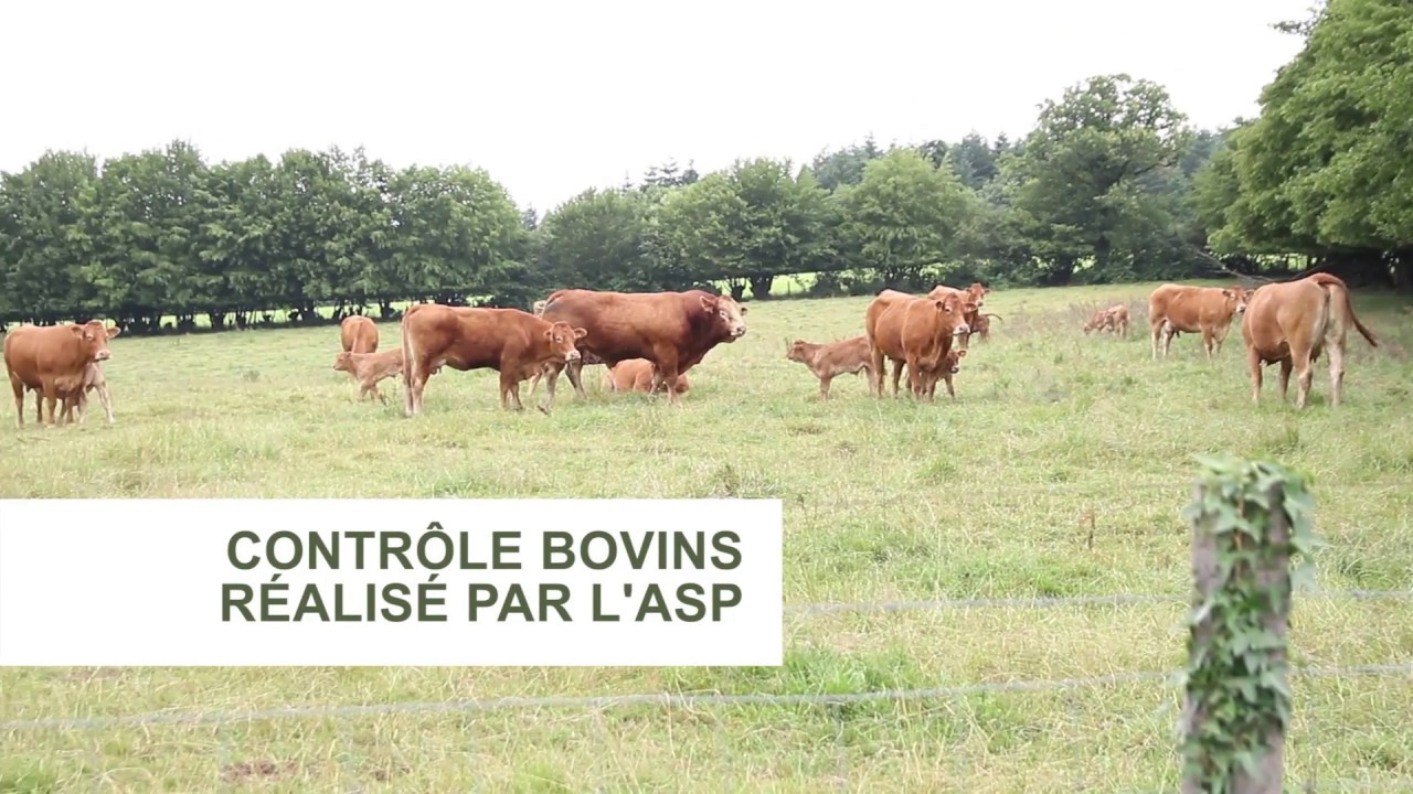 Les étapes d'un contrôle sur un cheptel bovin réalisé par l'ASP