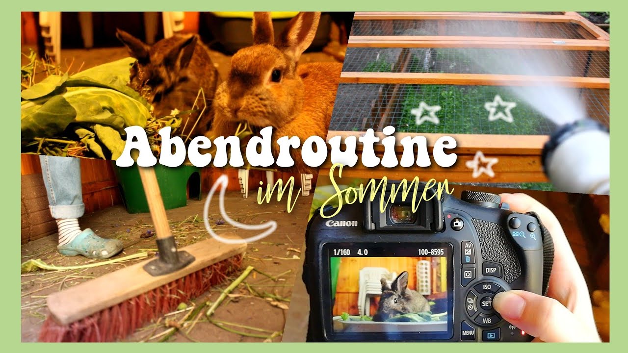 Meine ABENDROUTINE bei den Kaninchen im Sommer 🐰🌜🏖️ - Bunny night routine // Meine Mümmler