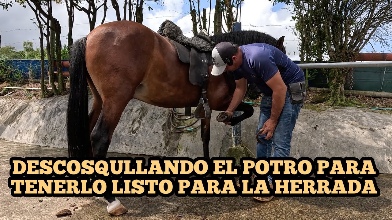 DESCOSQULLANDO EL POTRO PARA TENERLO LISTO PARA LA HERRADA sexta clase 