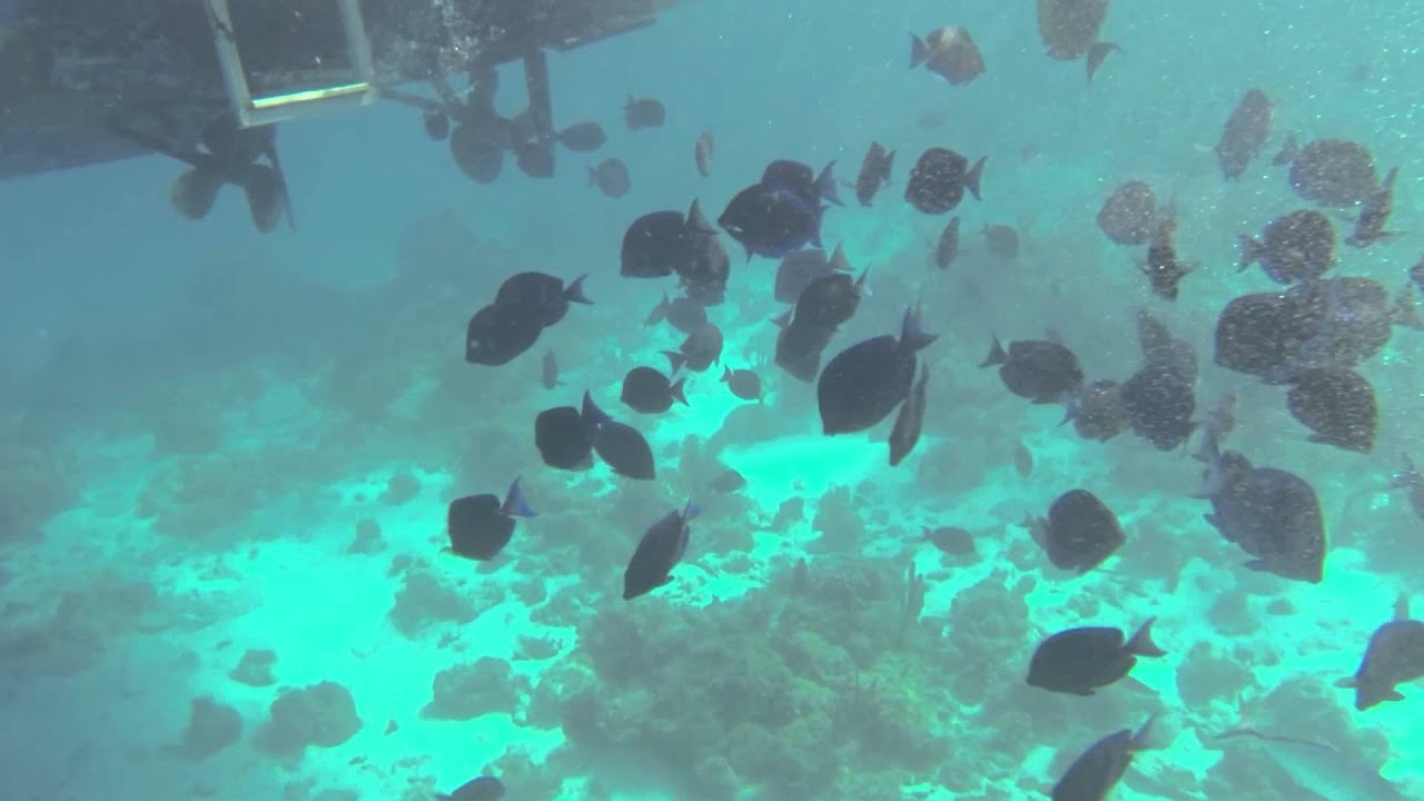 Cayo Largo 2015