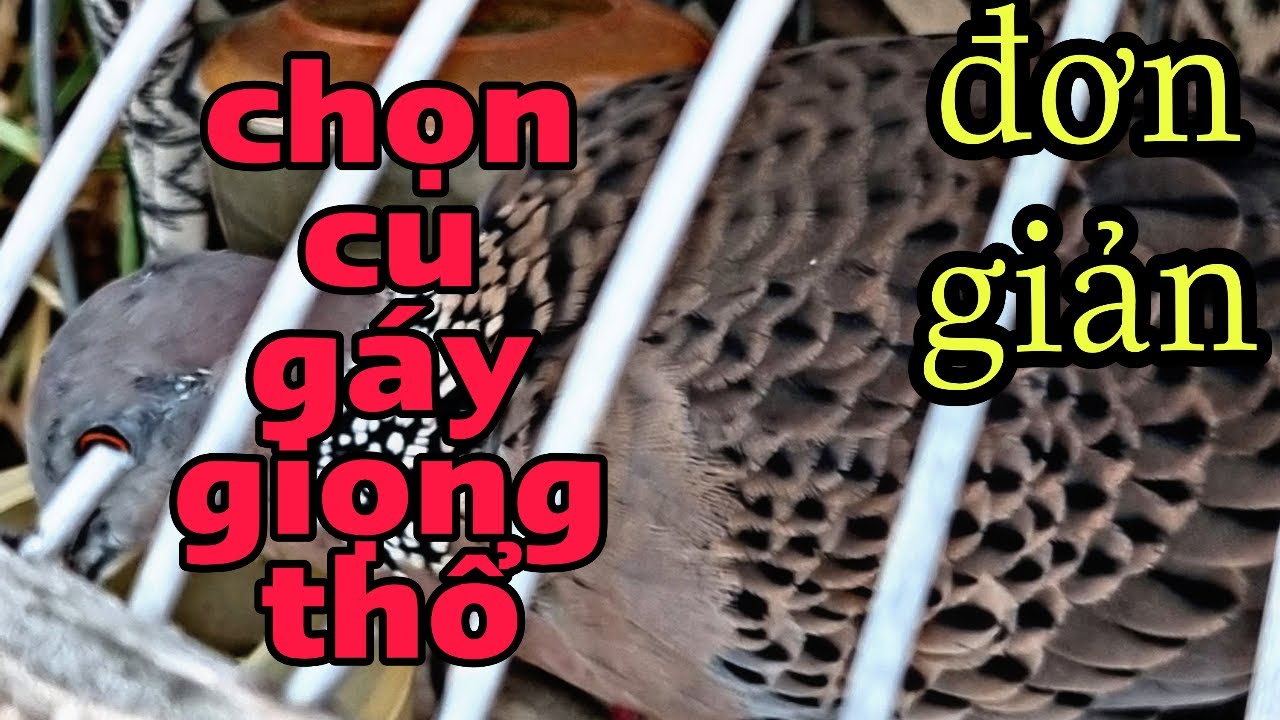 Chọn Đặc Điểm Cu Gáy Giọng Thổ