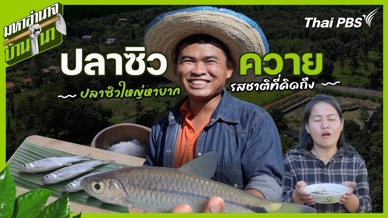 ปลาซิวควาย ปลาซิวใหญ่หายาก รสชาติที่คิดถึง | มหาอำนาจบ้านนา