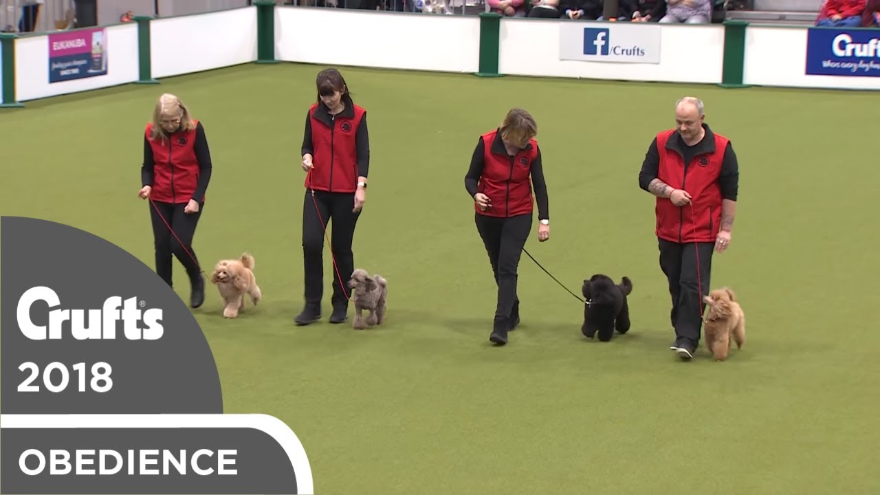 Posłuszeństwo &ndash; Klub Szkolenia Pudli | Crufts 2018