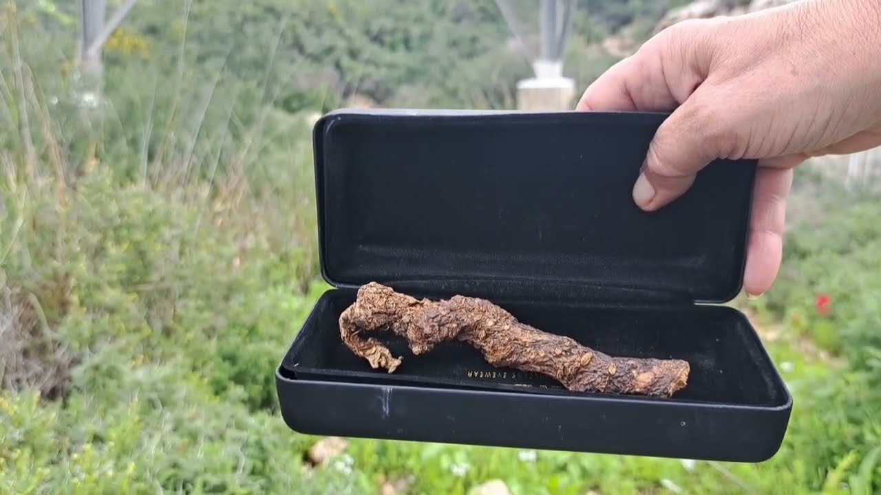 Корень мандрагоры рецепты.Mandrake root recipes#сад#мандрагора#море#горы#прогулка#Review
