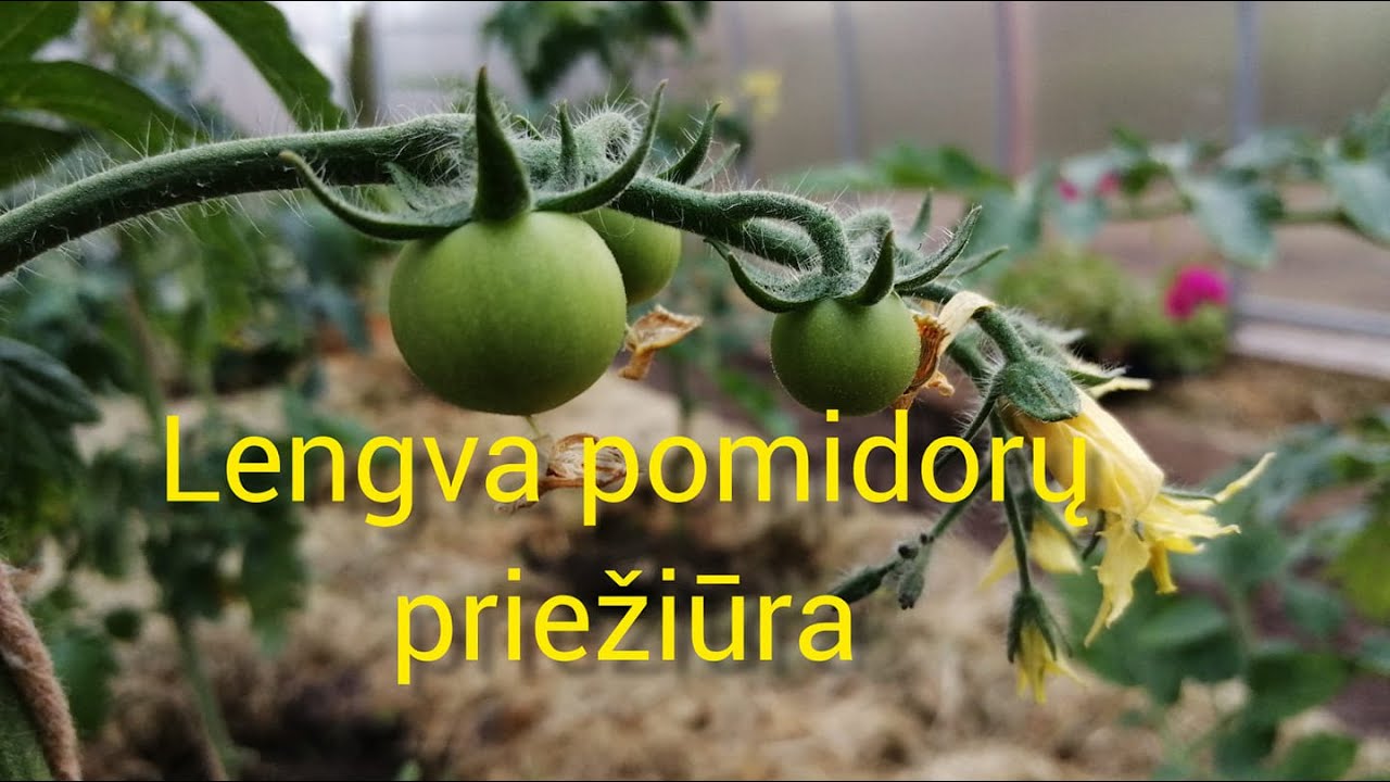 Lengva pomidorų priežiūra