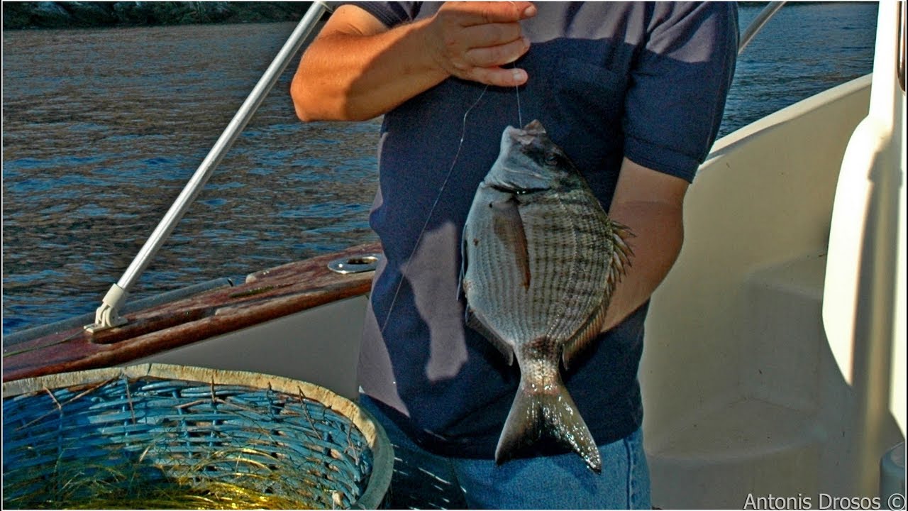 Παραγάδι για σαργούς - Traditional Longline White Seabream Fishing in Greece