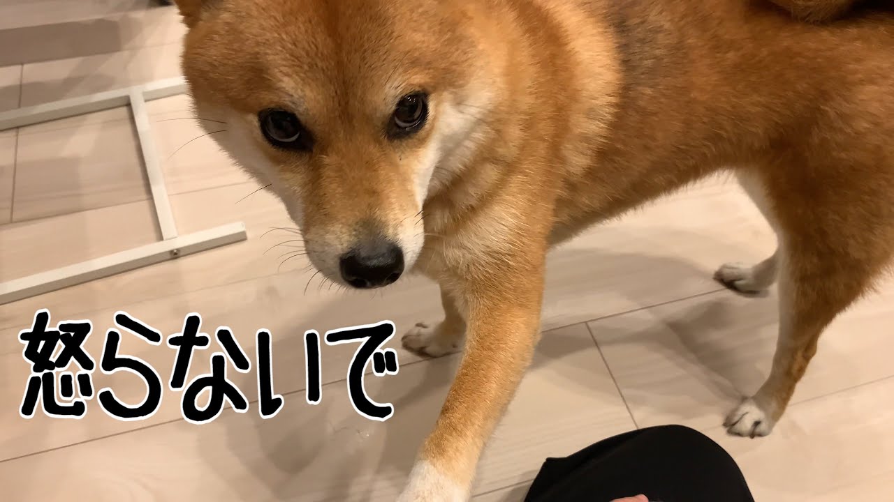 2歳娘を叱ったら柴犬が止めに来た｜犬と子供のvlog