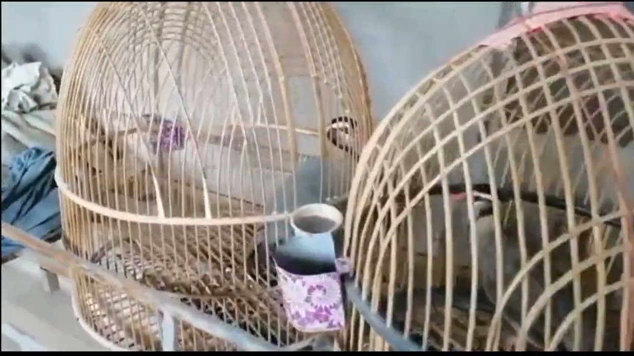 pure maskati setup/Arabic Partridge.
